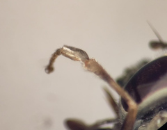 Platycheirus peltatus