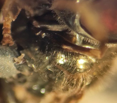 Platycheirus peltatus