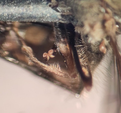 Platycheirus peltatus