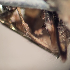 Platycheirus peltatus