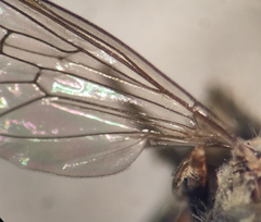 Platycheirus peltatus