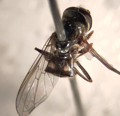 Platycheirus peltatus