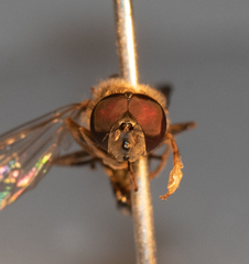 Platycheirus peltatus