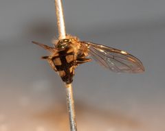 Platycheirus peltatus