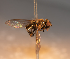 Platycheirus peltatus