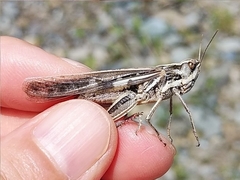 Aiolopus thalassinus tamulus