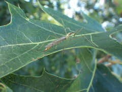 Nephrotoma virescens