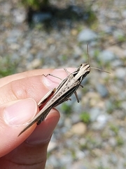 Aiolopus thalassinus tamulus