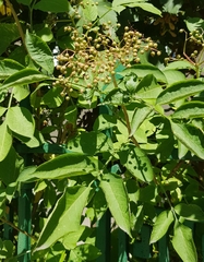 Sambucus nigra