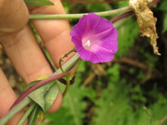Ipomoea dumetorum