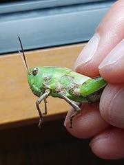 Oedaleus infernalis