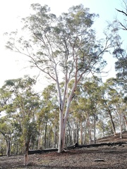 Eucalyptus accedens