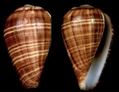 Conus chytreus