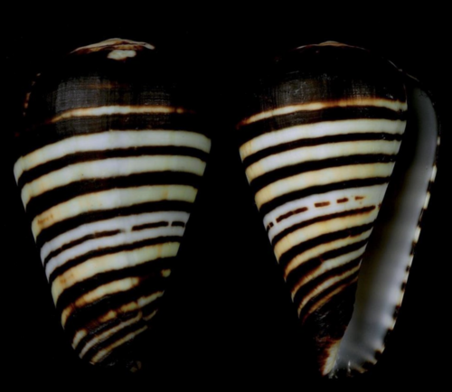 Conus chytreus · iNaturalist
