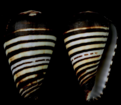 Conus chytreus