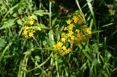 Patrinia scabiosifolia