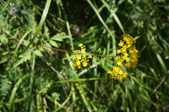 Patrinia scabiosifolia