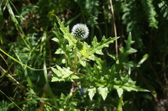 Echinops davuricus
