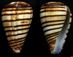 Conus chytreus