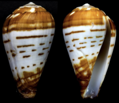 Conus chytreus