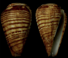 Conus chytreus