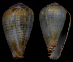 Conus chytreus