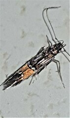 Cosmopterix heliactis