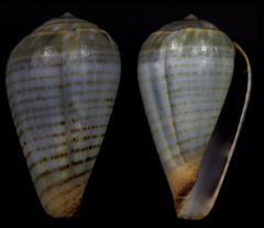 Conus chytreus