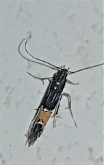 Cosmopterix heliactis