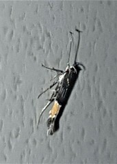 Cosmopterix heliactis
