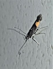 Cosmopterix heliactis