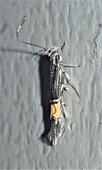 Cosmopterix heliactis