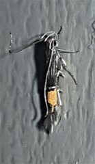 Cosmopterix heliactis