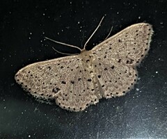 Idaea punctatissima