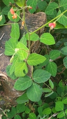 Hylodesmum repandum