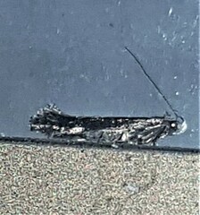 Aproaerema isoscelixantha