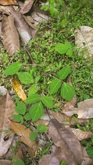 Hylodesmum repandum