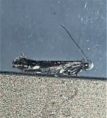 Aproaerema isoscelixantha
