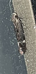 Aproaerema isoscelixantha