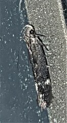 Aproaerema isoscelixantha