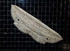 Hyposada hydrocampata