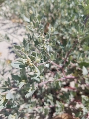 Atriplex laciniata