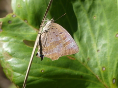 Arhopala eupolis