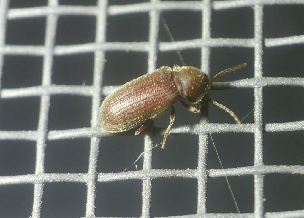 Anobiid beetle