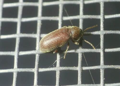 Anobiid beetle