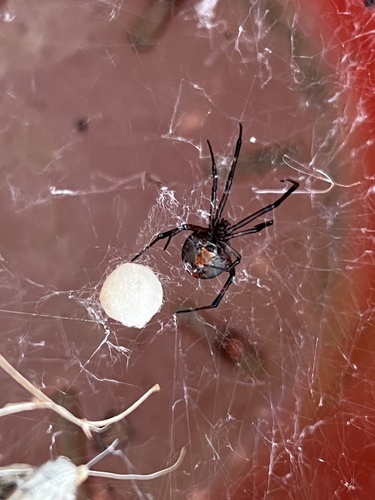 Redback Spider