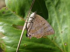 Arhopala eupolis