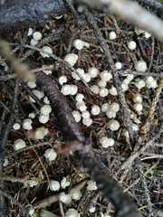 Marasmius wettsteinii