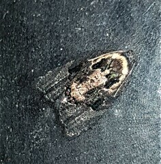Asthenoptycha hemicryptana