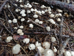 Marasmius wettsteinii